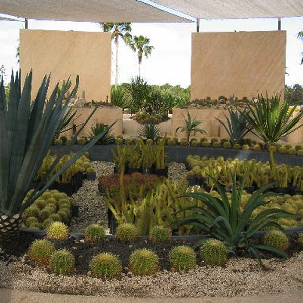 Cacti Mundo